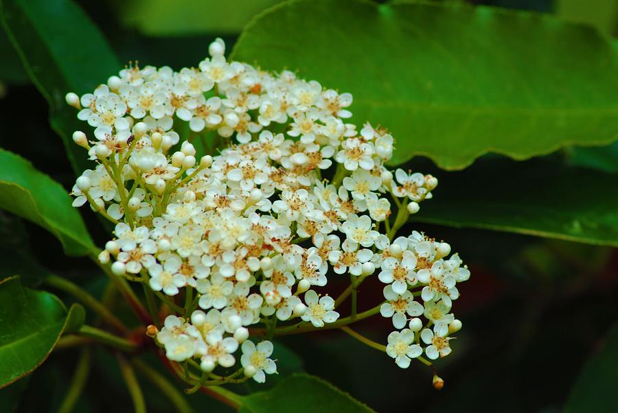 Floral Cluster Photograph by Jennifer Coleman - Fine Art America