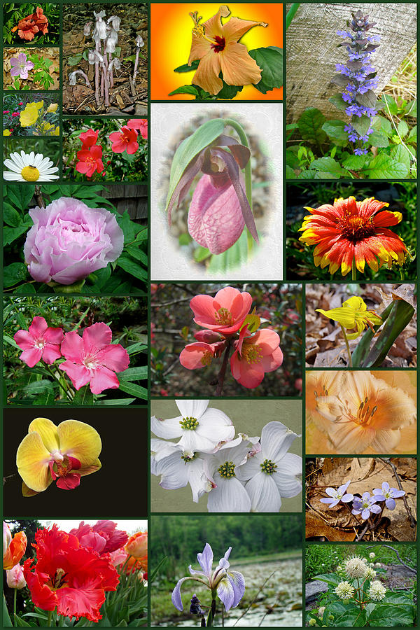 Floral Collage Photograph by Carol Senske