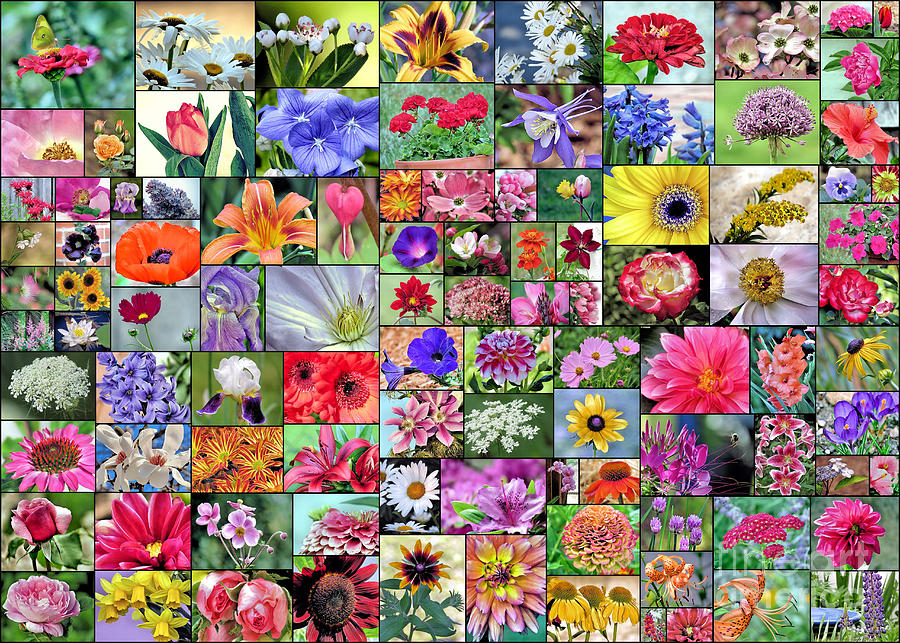 Floral Collage  Photograph by Janice Drew