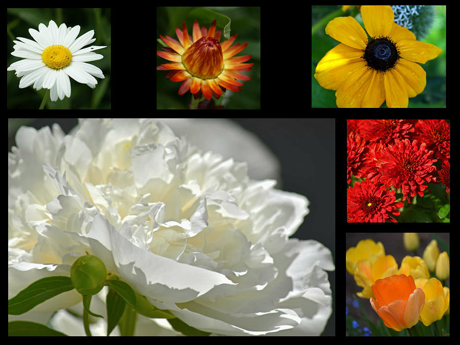 Floral Collage Photograph