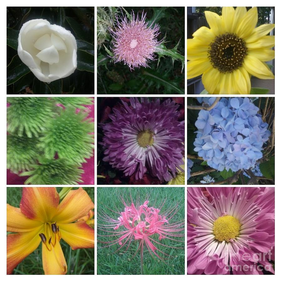 Floral Collage Photograph by Seaux-N-Seau Soileau - Fine Art America