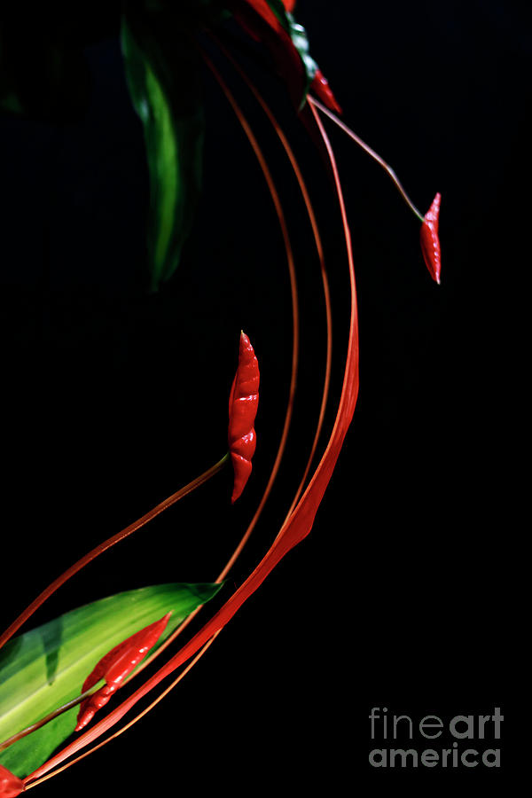 Floral Curve Photograph by Charline Xia