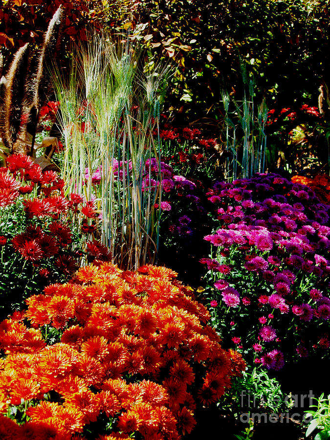 Floral Display Photograph by Allen Nice-Webb