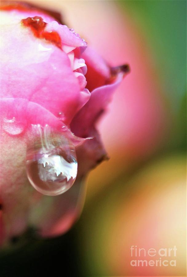 Floral Drop Photograph by Tracey Lee Cassin