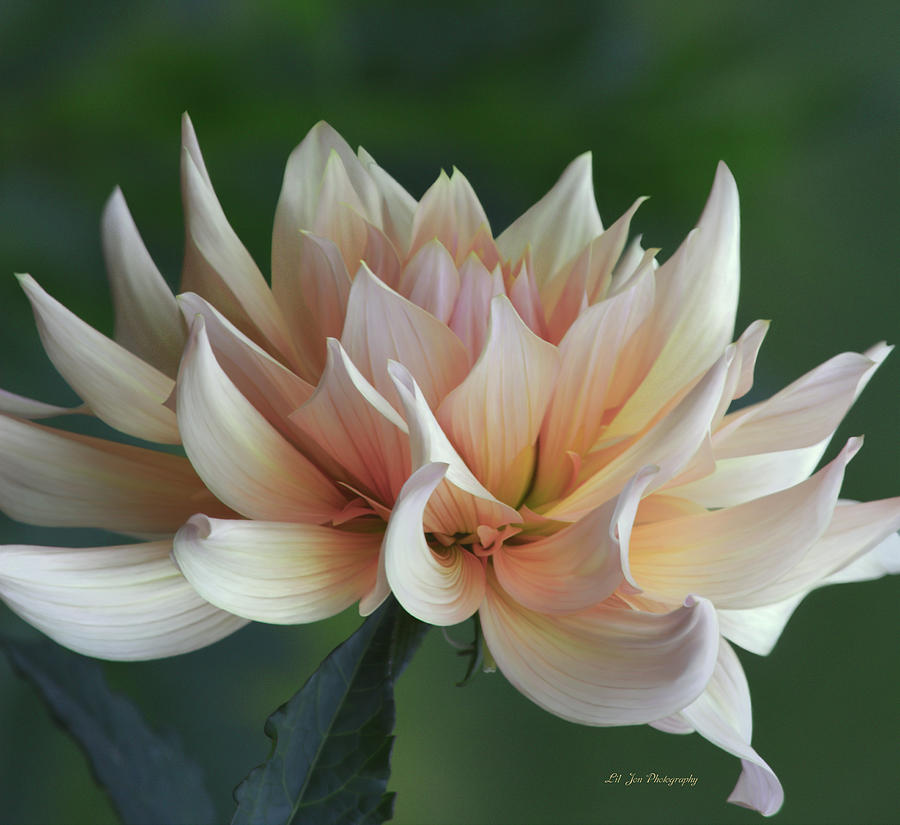 Flower Photograph - Floral Elegance by Jeanette C Landstrom