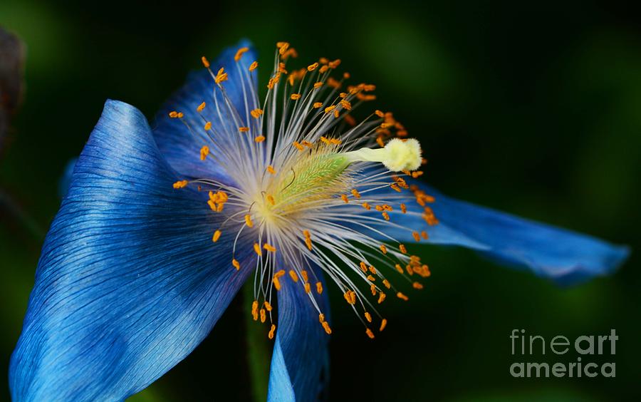 Floral Explosion Photograph by Cindy Manero