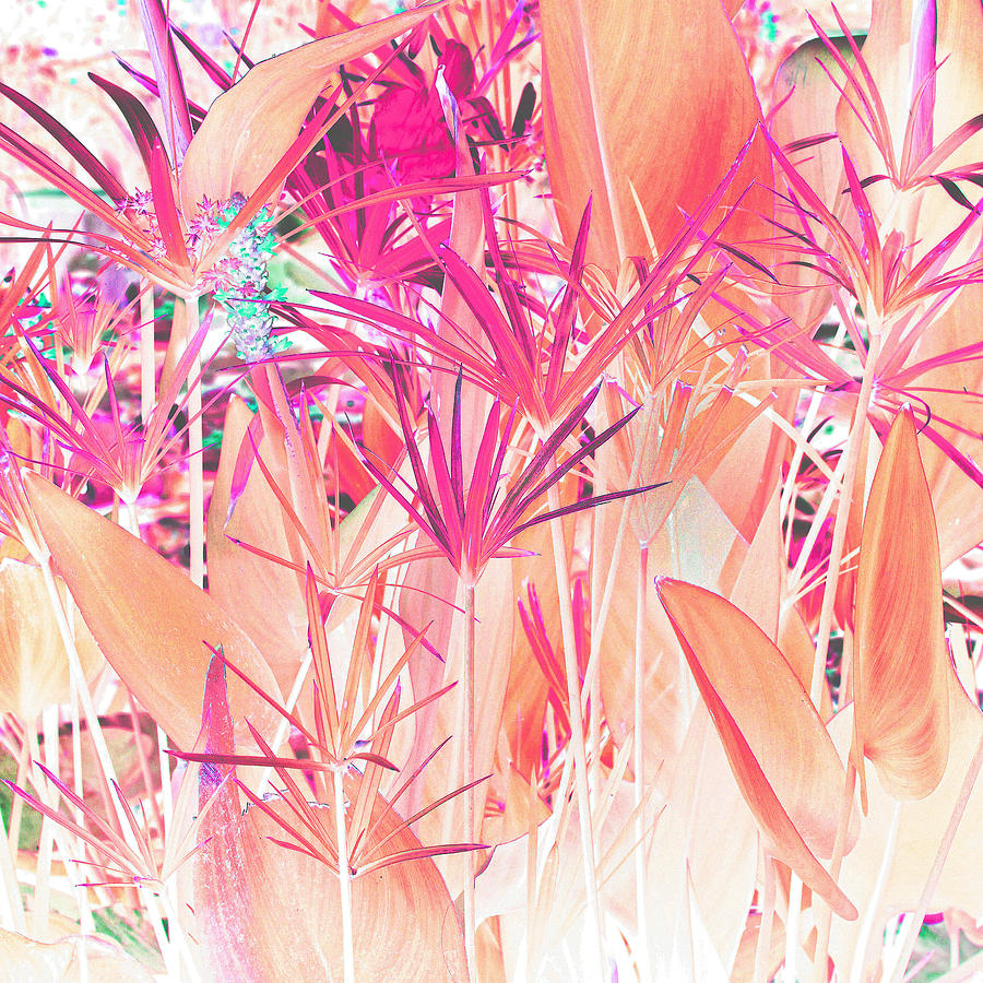 Flower Digital Art - Floral Explosion by Martin Fry