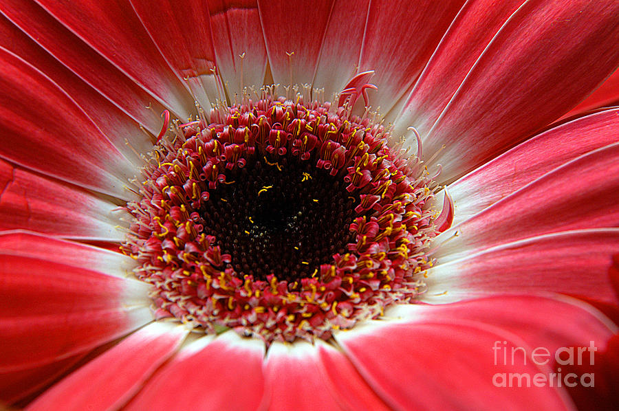 Floral Eye Photograph by Clayton Bruster