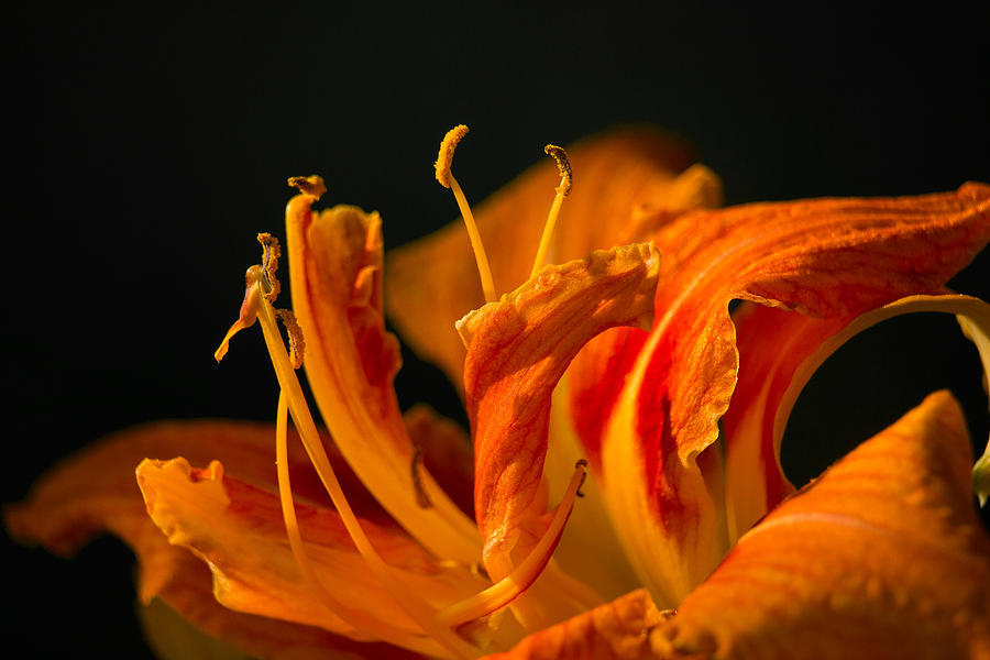 Lily Photograph - Floral Fire by Penny Meyers