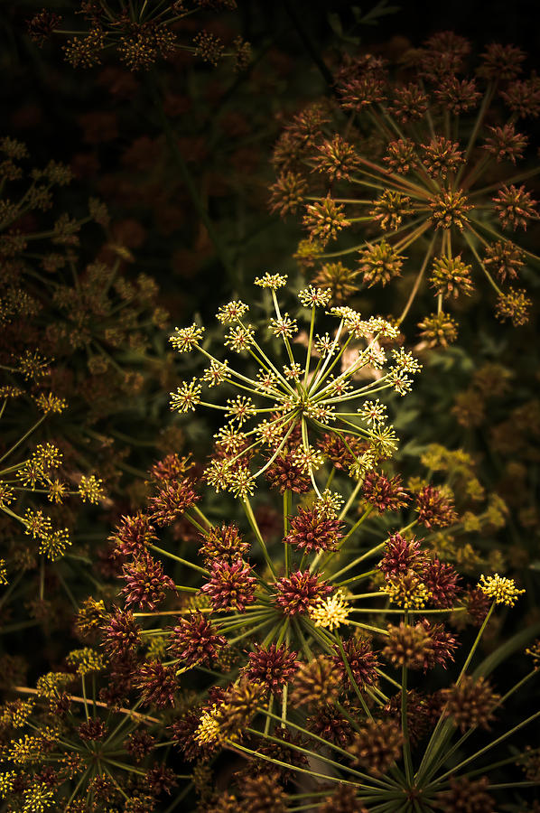 Photo Photograph - Floral Fireworks #02 by Loriental Photography Photo Photograph - Floral Fireworks #02 by Loriental Photography