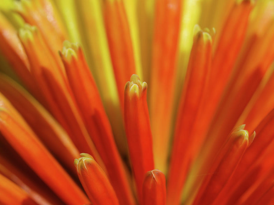 Nature Photograph - Floral Fireworks by Evelyn Tambour