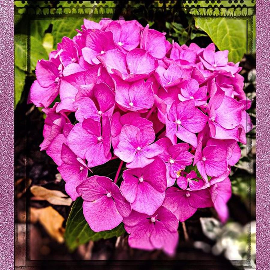 Summer Photograph - #floral #flower #florist #beauty by Sam Stratton