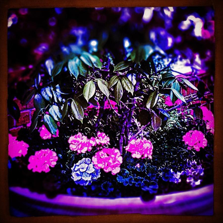 London Photograph - #floral #flowers #vase #pot #colour by Sam Stratton
