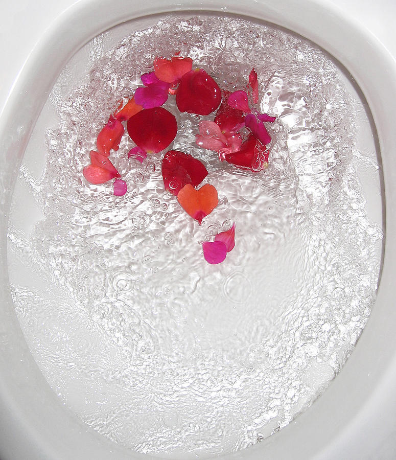 Floral Flush Photograph by Rein Nomm