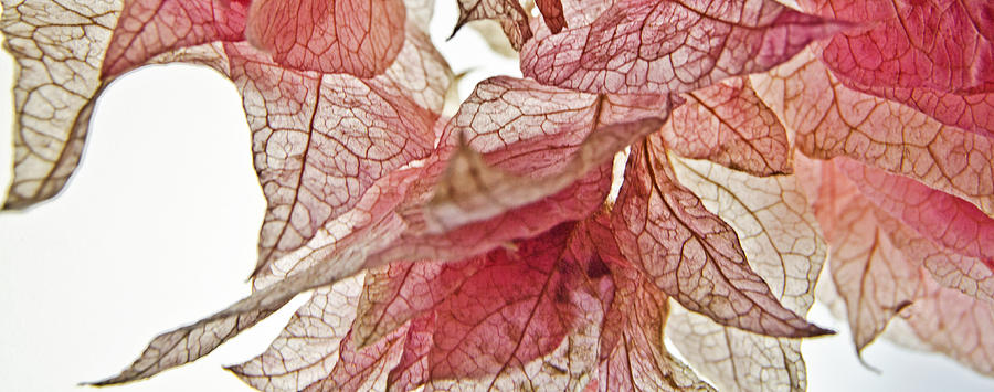 Floral Flutter 1 Photograph by Jean Booth