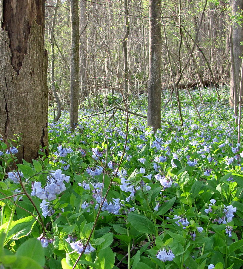 Floral Forest Floor Photograph by Joshua Bales - Pixels