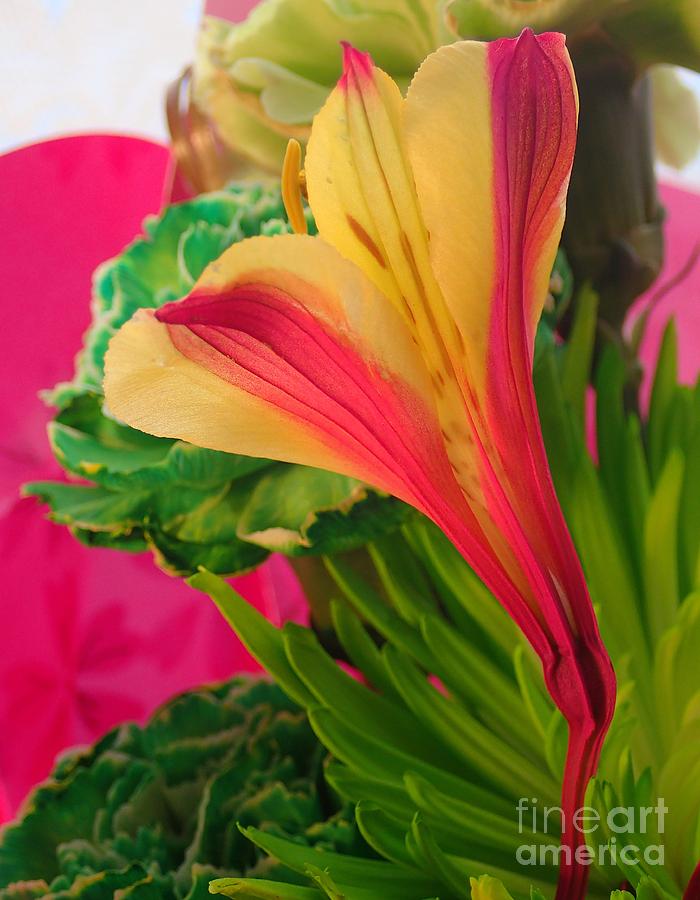 Floral Fusion Photograph by Christina Verdgeline