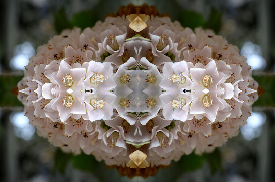 Flower Digital Art - Floral fusion by Sumit Mehndiratta