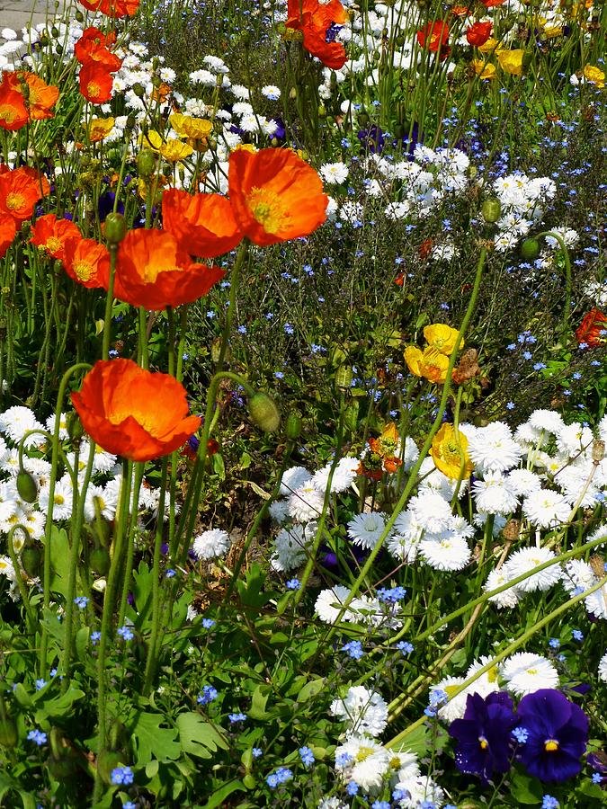 Floral Garden Bastion Park Switzerland Photograph by Amelia Racca