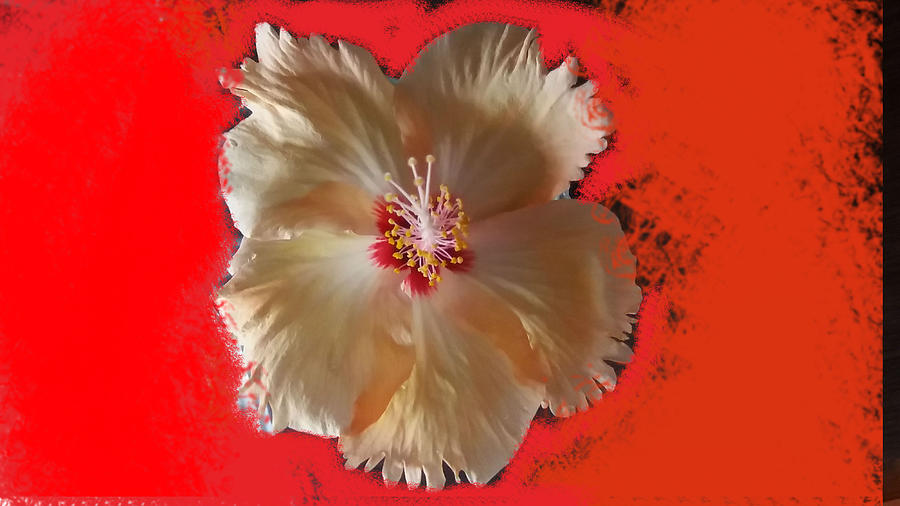 Floral Hibiscus Photograph