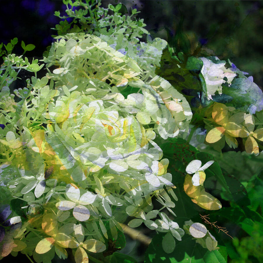 Hydrangea Bloom So Dainty White Heaven Sent Sweet Saints Delight Photograph by Hanne Lore Koehler