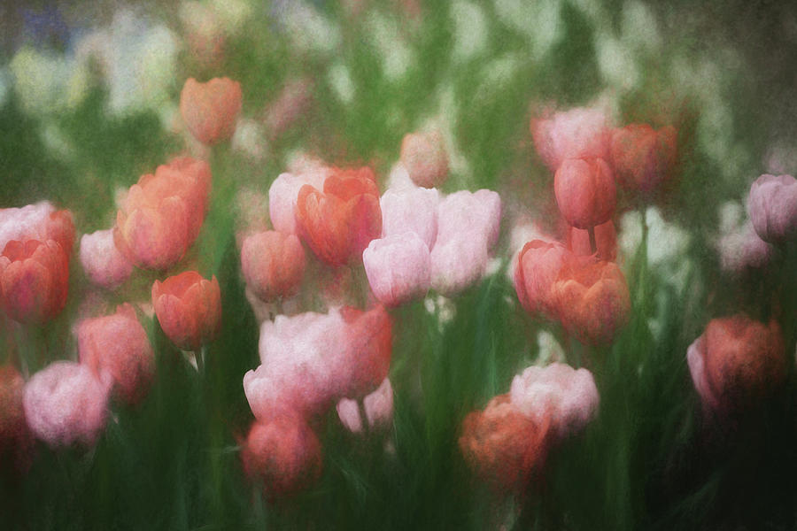 Tulip Photograph - Floral Impressions by James Barber