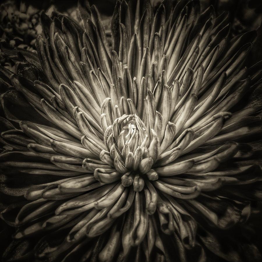 Floral In Sepia 1 Photograph