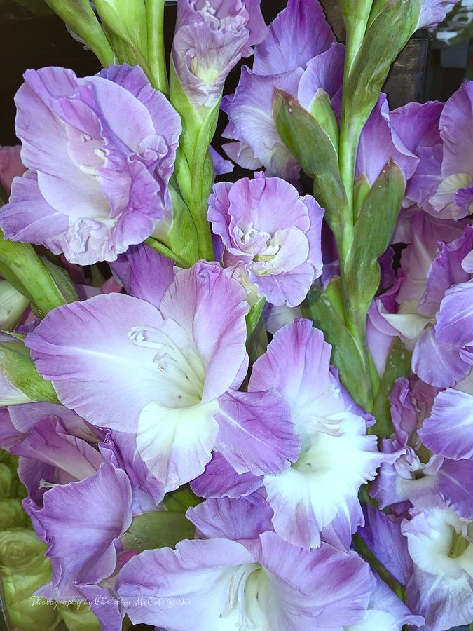 Floral Lavender Gladiola Photograph by Christine McCole