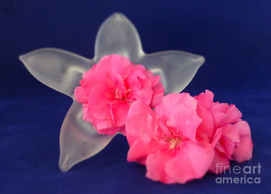 Floral Love Pink Trio Photograph by Barbie Corbett-Newmin