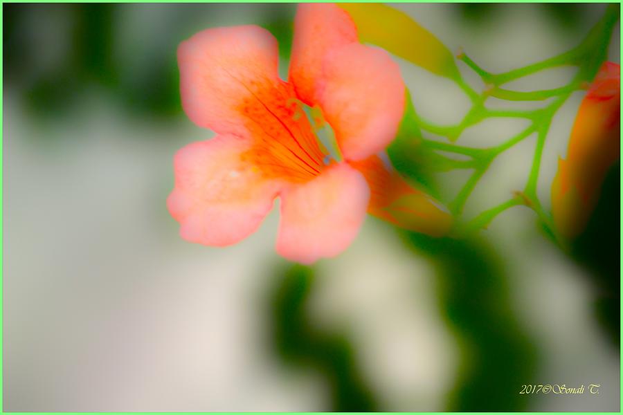 Floral Magic Digital Art by Sonali Gangane