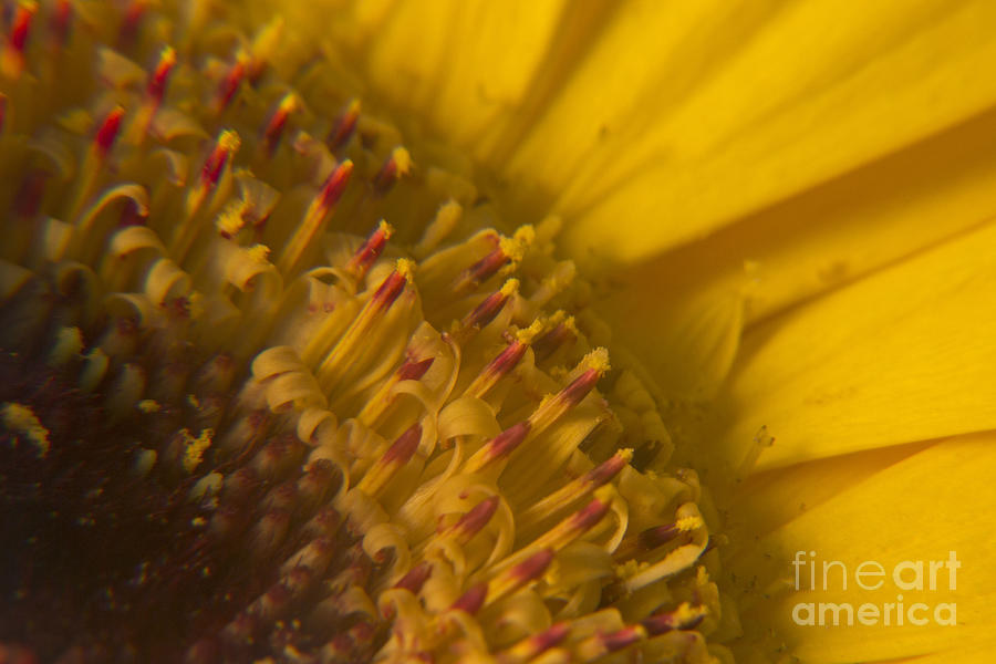 Yellow Flower Photograph - Floral Matchsticks by Kelly Holm