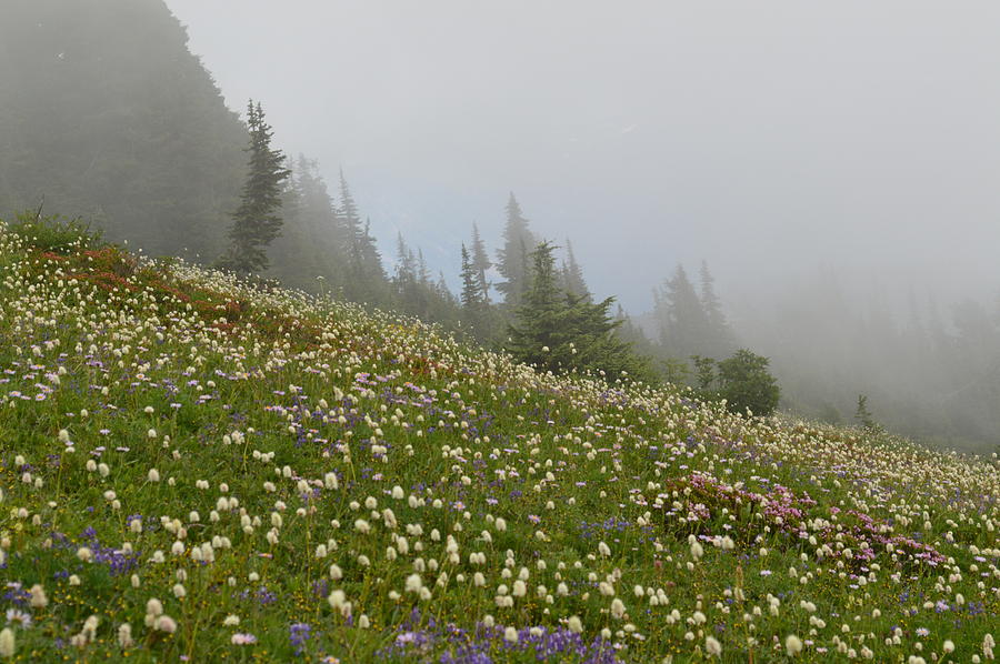 Floral Meadow Photograph