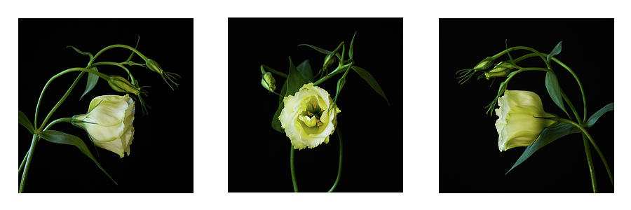 Lisianthus Photograph - Floral Mugshot by Cheryl Day Lisianthus Photograph - Floral Mugshot by Cheryl Day