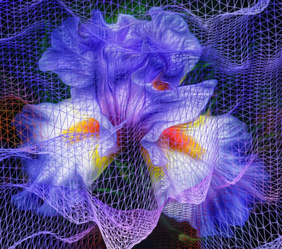Floral Netting - Purple Bearded Iris Photograph by Doris Aguirre