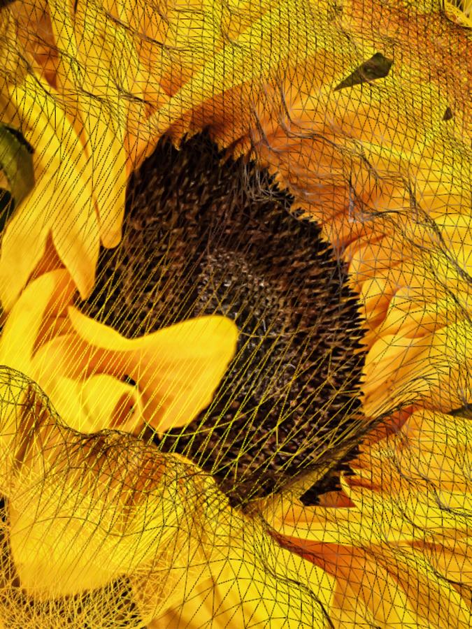 Floral Netting - Sunflower Photograph by Doris Aguirre