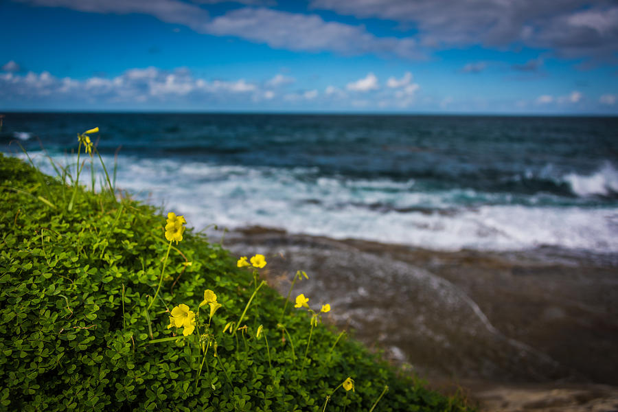 Floral Ocean Photograph by David Downs