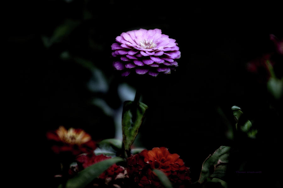 Floral October Zinnia End Of Season Purple 02 Photograph by Thomas Woolworth