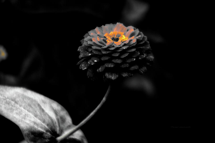 Flower Photograph - Floral October Zinnia End Of Season SC 01 by Thomas Woolworth