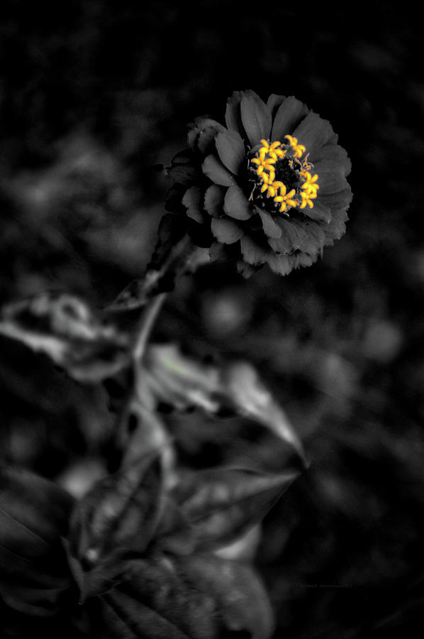 Flower Photograph - Floral October Zinnia End Of Season SC 02 Vertical by Thomas Woolworth