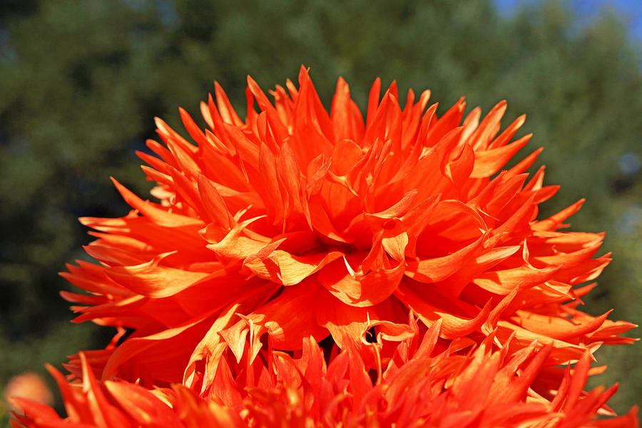 Floral Orange Dahlia Flowers Art Prints Photograph