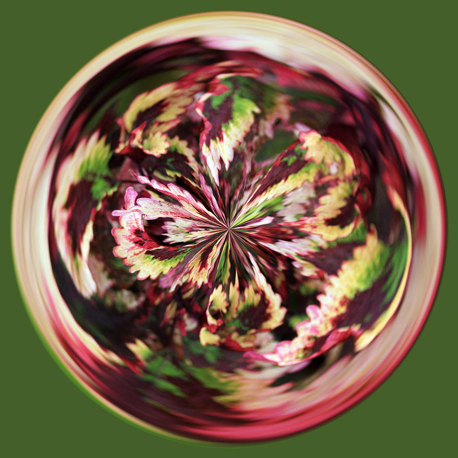 Floral Orb Photograph by Bill Barber