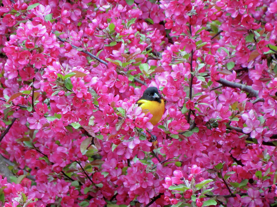 Floral Oriole 2 Photograph by MTBobbins Photography