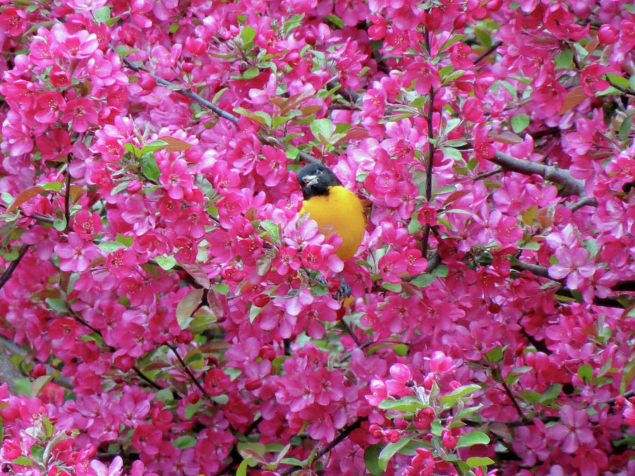 Floral Oriole 3 Photograph by MTBobbins Photography