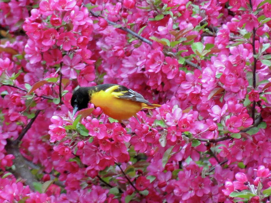 Floral Oriole 4 Photograph by MTBobbins Photography