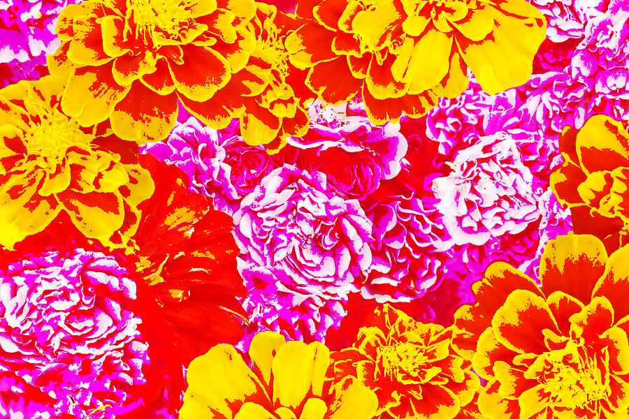 Floral Pattern 2013-1 Photograph by Thomas Young