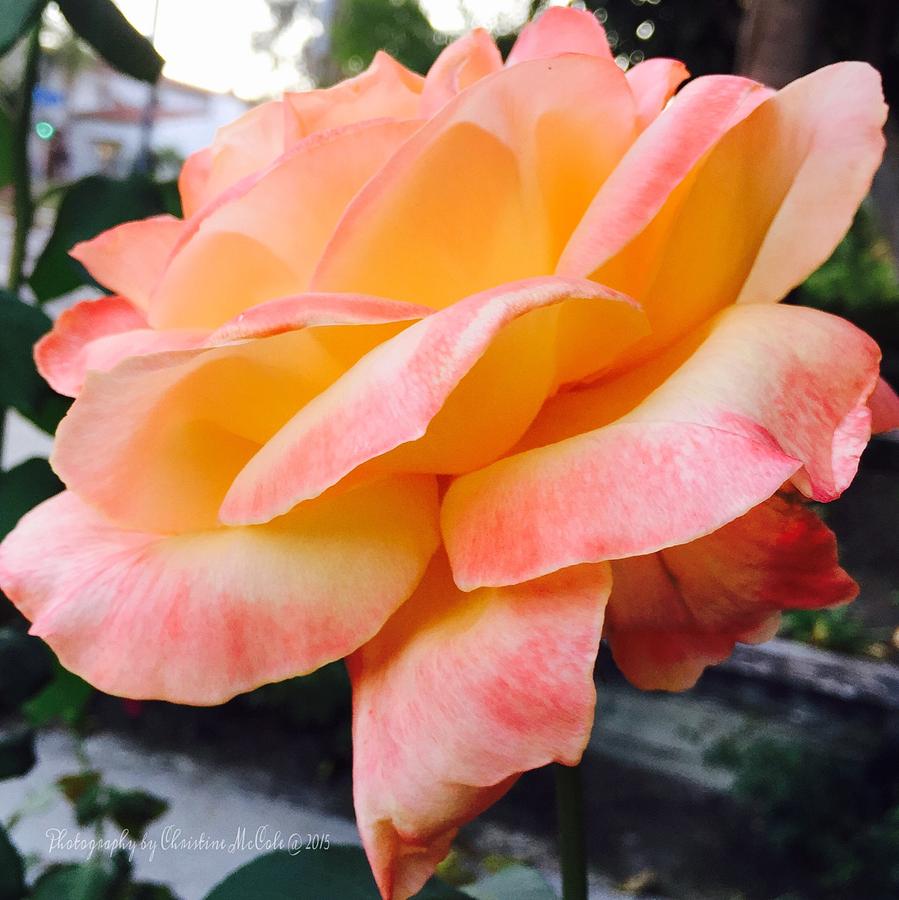 Floral Yellow Peach Rose 2 Photograph by Christine McCole