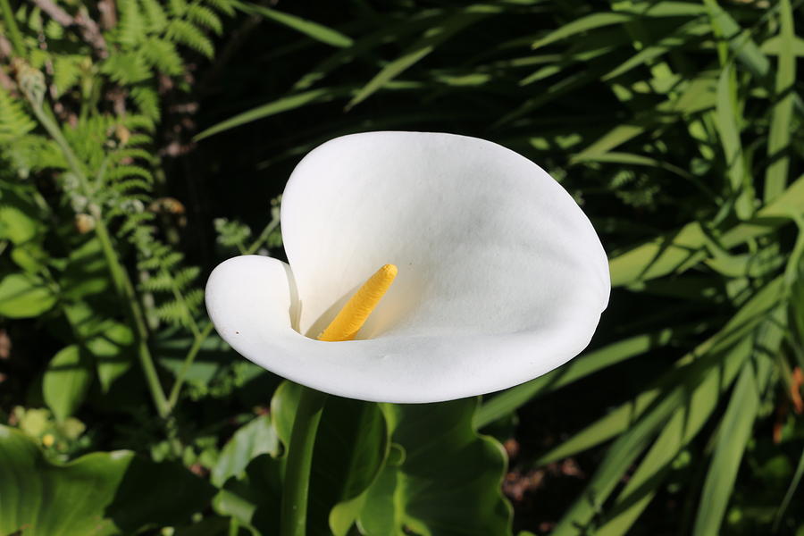 Calla Lily  Photograph by Christy Pooschke