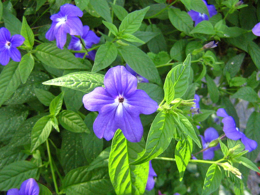 shoshanna flower