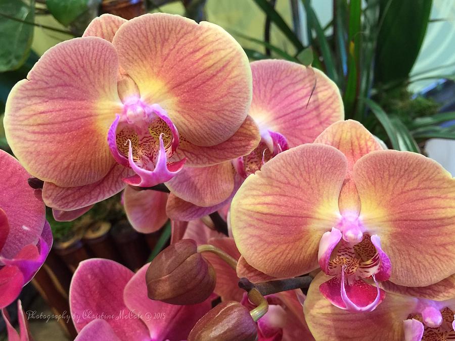 Floral Pink Yellow Moth Orchids 1 Photograph by Christine McCole