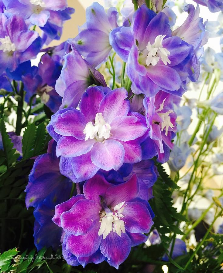 Floral Purple Blue Delphiniums Photograph by Christine McCole